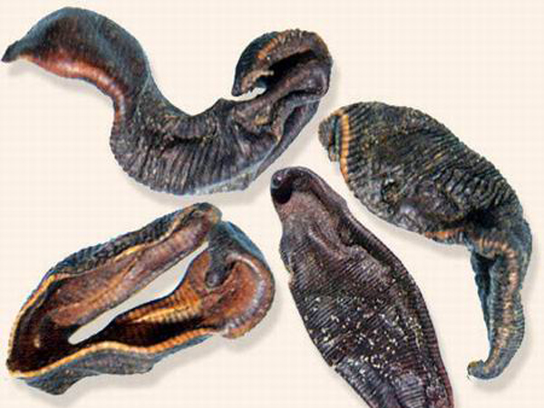 李祥云教授巧用虫类药治疗妇科病