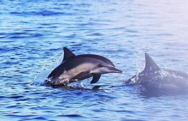 宿雾旅游游记,宿雾在菲律宾哪里