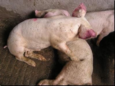 猪场基础病怎么治疗,猪场常见病的治疗方案