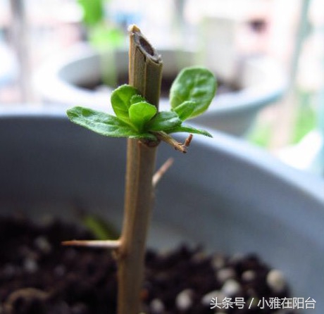 枸杞盆栽的正确栽培方法,枸杞几月插枝能活