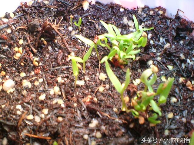 阳台种植枸杞需要多大的盆,阳台种枸杞几年结果