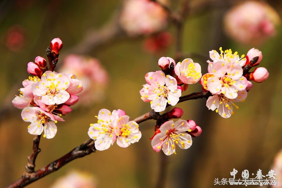 秦安:芳蕊遍地蜜蜂闹*光春**明媚凤山娇