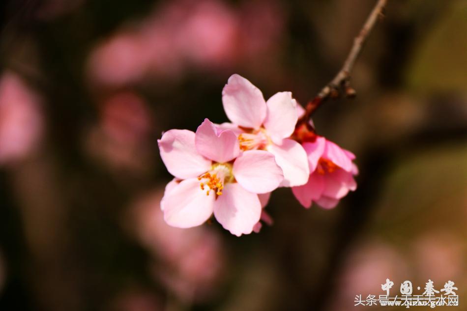 秦安:芳蕊遍地蜜蜂闹*光春**明媚凤山娇