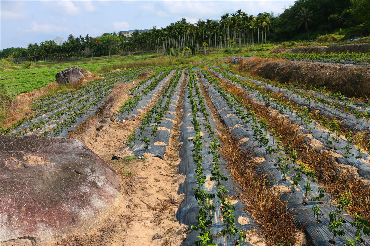 3月美食野菜,三亚特色野菜