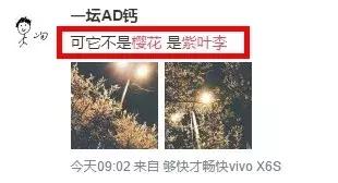 真樱花和假樱花的区别,怎么分辨真樱花还是假樱花