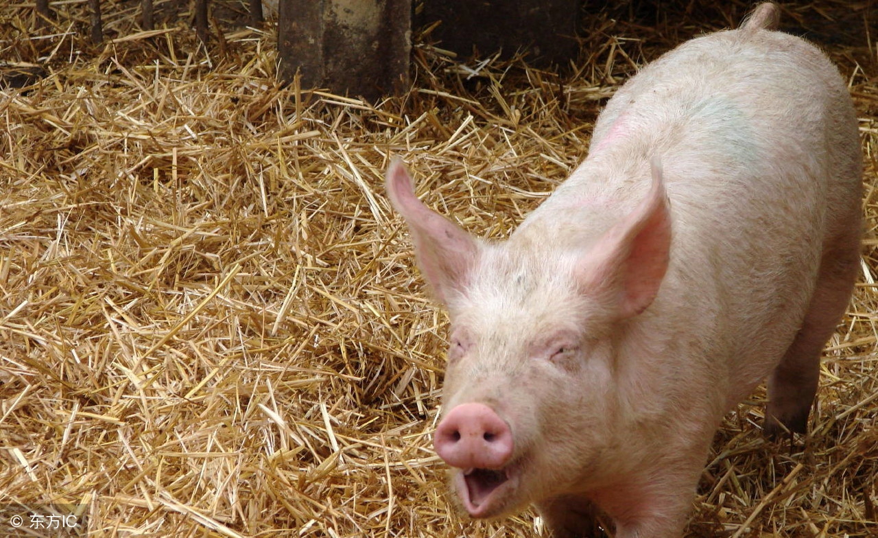 保育猪支原体肺炎怎么能彻底治疗,猪支原体肺炎疫苗的正确使用方法