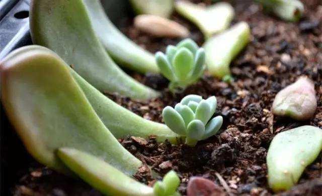 多肉徒长的原因及解决办法,多肉徒长最佳方法