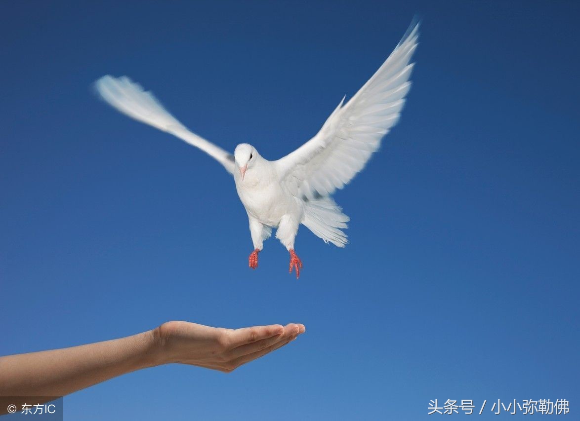 怎么挑选优质信鸽？眼砂很重要！你会吗？