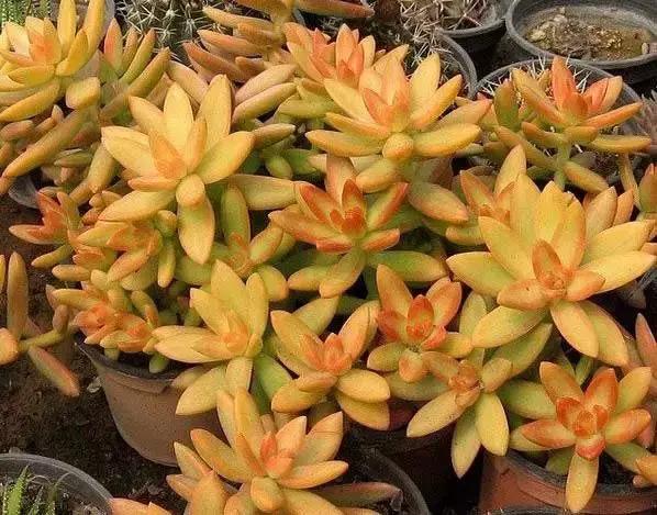 270种常见多肉图谱,270种常见多肉盆景