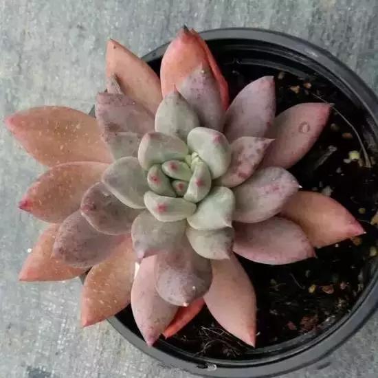 270种常见多肉图谱,270种常见多肉盆景