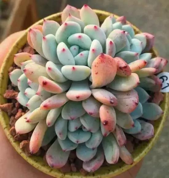 270种常见多肉图谱,270种常见多肉盆景