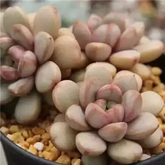 270种常见多肉图谱,270种常见多肉盆景