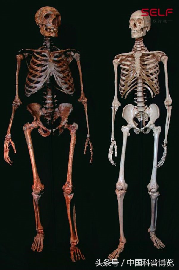 从非洲一路啪啪到东亚,我们祖先的混血史到底有多乱?