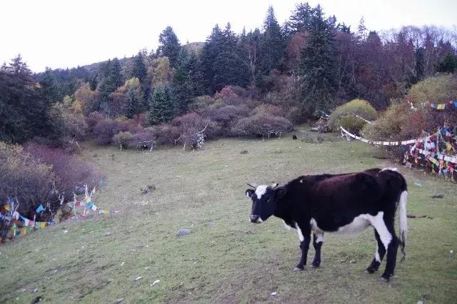 旅行第一站达古冰川,达古冰川游记攻略