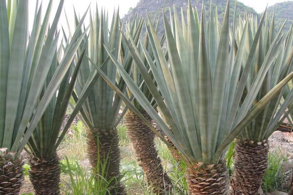 天门冬科剑麻小苗多少钱一棵？种植一亩赚多少钱？技术有哪些？