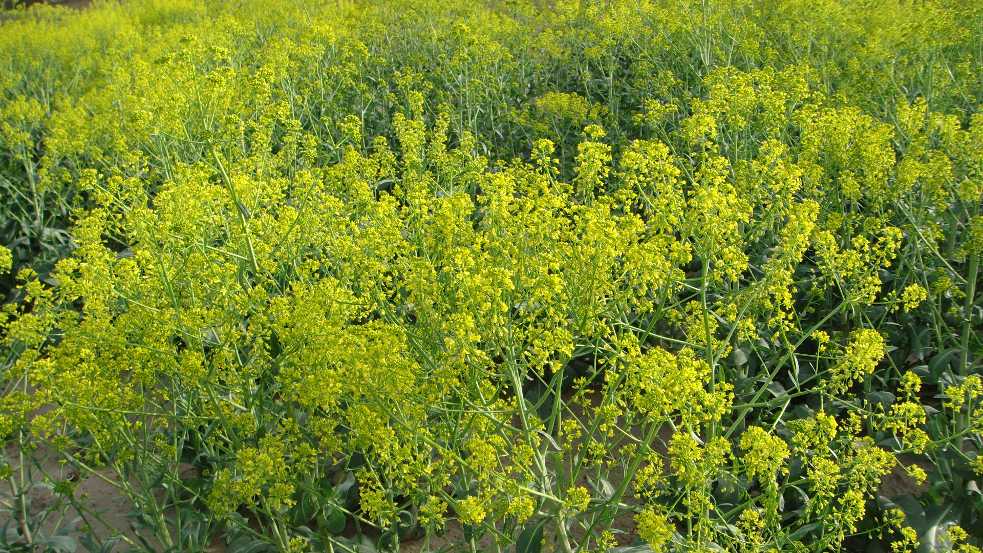 春耕购种要注意什么,春耕买农资注意什么