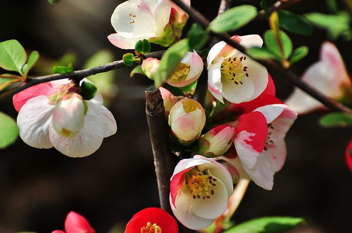 东风吹上海棠梢——海棠四品，西安已开三品