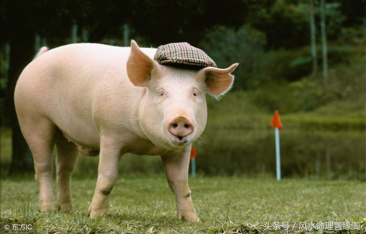 2018年十二生肖总体运势解析,2018年十二生肖每周运势详解