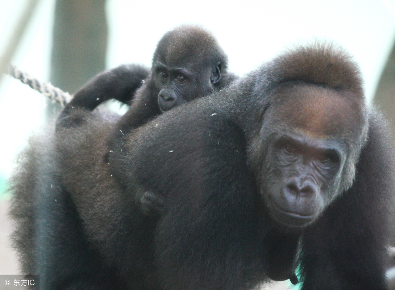 白背猩猩斗老虎,最后的较量全集