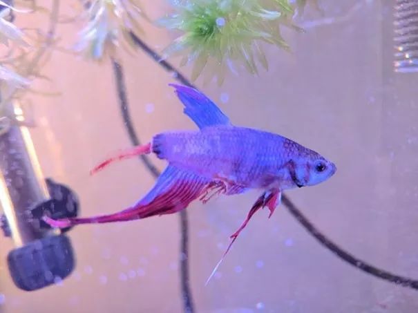 奇迹锦鲤观赏鱼,奇迹观赏鱼