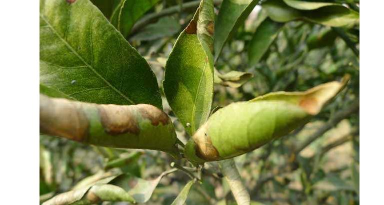 家里种了橘子不好卖怎么办,柑橘不想要它开花怎么办