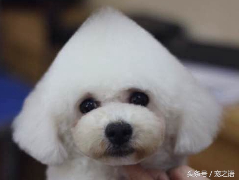 狗狗发型贵宾,泰迪狗贵宾犬发型