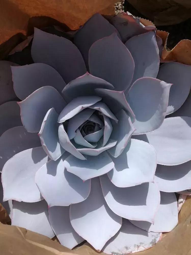 为了多肉改造阳台,疯狂的她