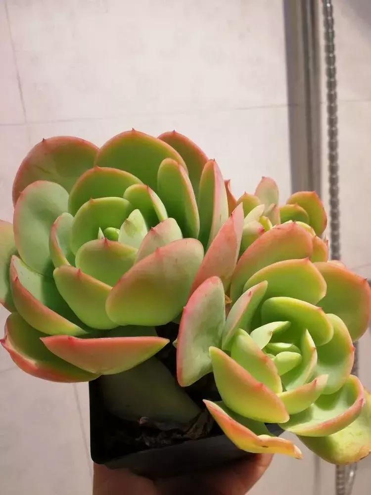 为了多肉改造阳台,疯狂的她