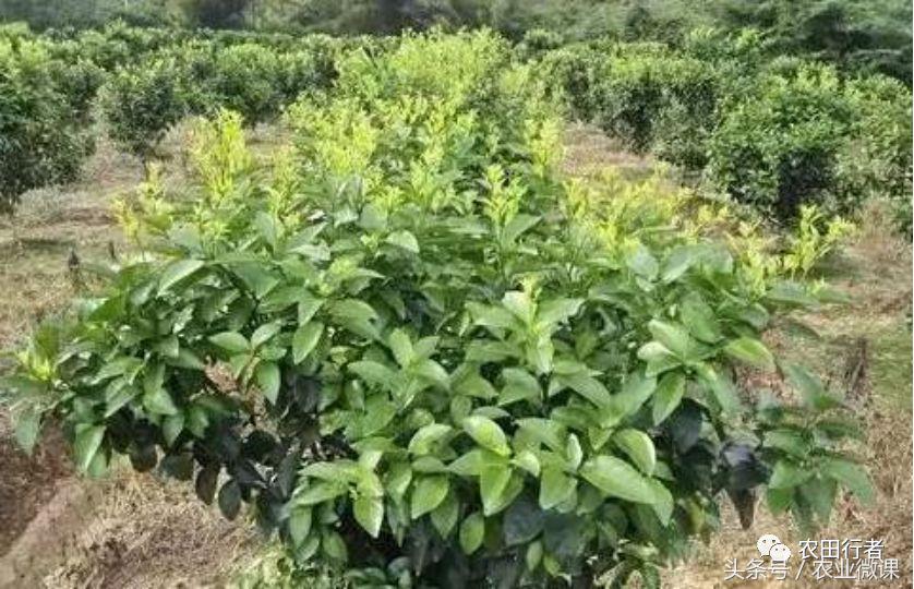 看见自家柑橘树上“飘零的花朵”，真的很忧愁啊！你有招吗