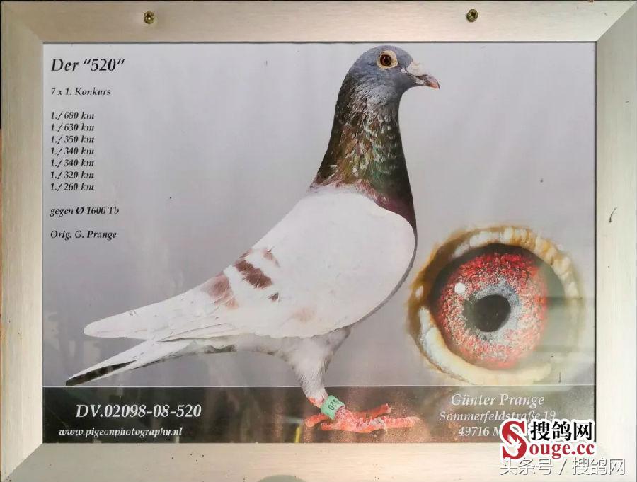 搜鸽网信息,赛鸽资讯知识分享