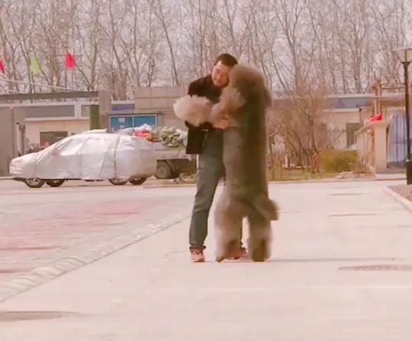 巨型泰迪很委屈找主人抱抱,巨型泰迪逛街求抱抱