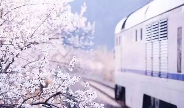 带你去流溪湾丰华园赏樱花,走啊我带你去看樱花的文案