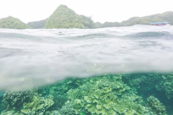 帕劳攻略详细教程,帕劳吃喝玩乐攻略