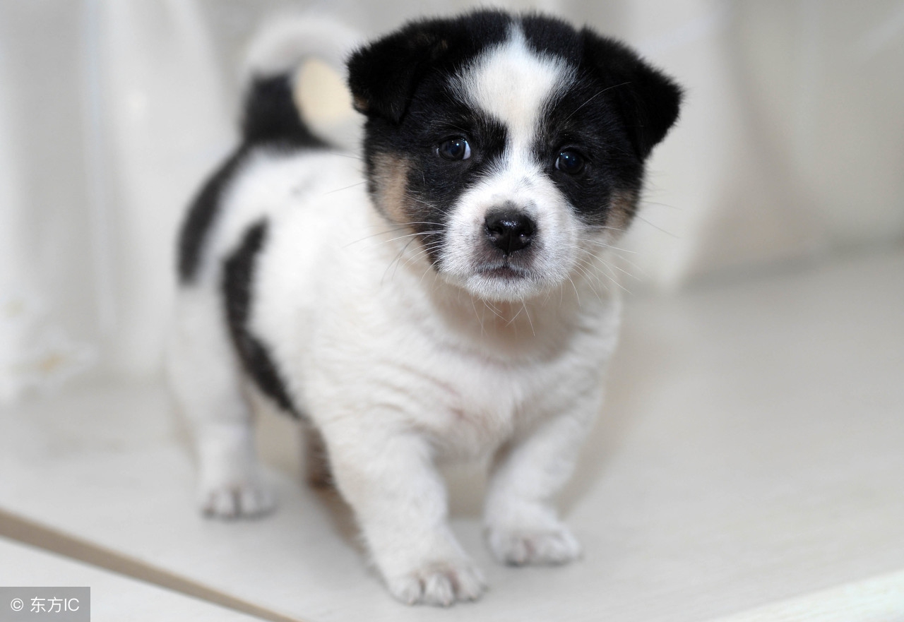 买宠物狗要注意什么手续,宠物狗饲养注意事项