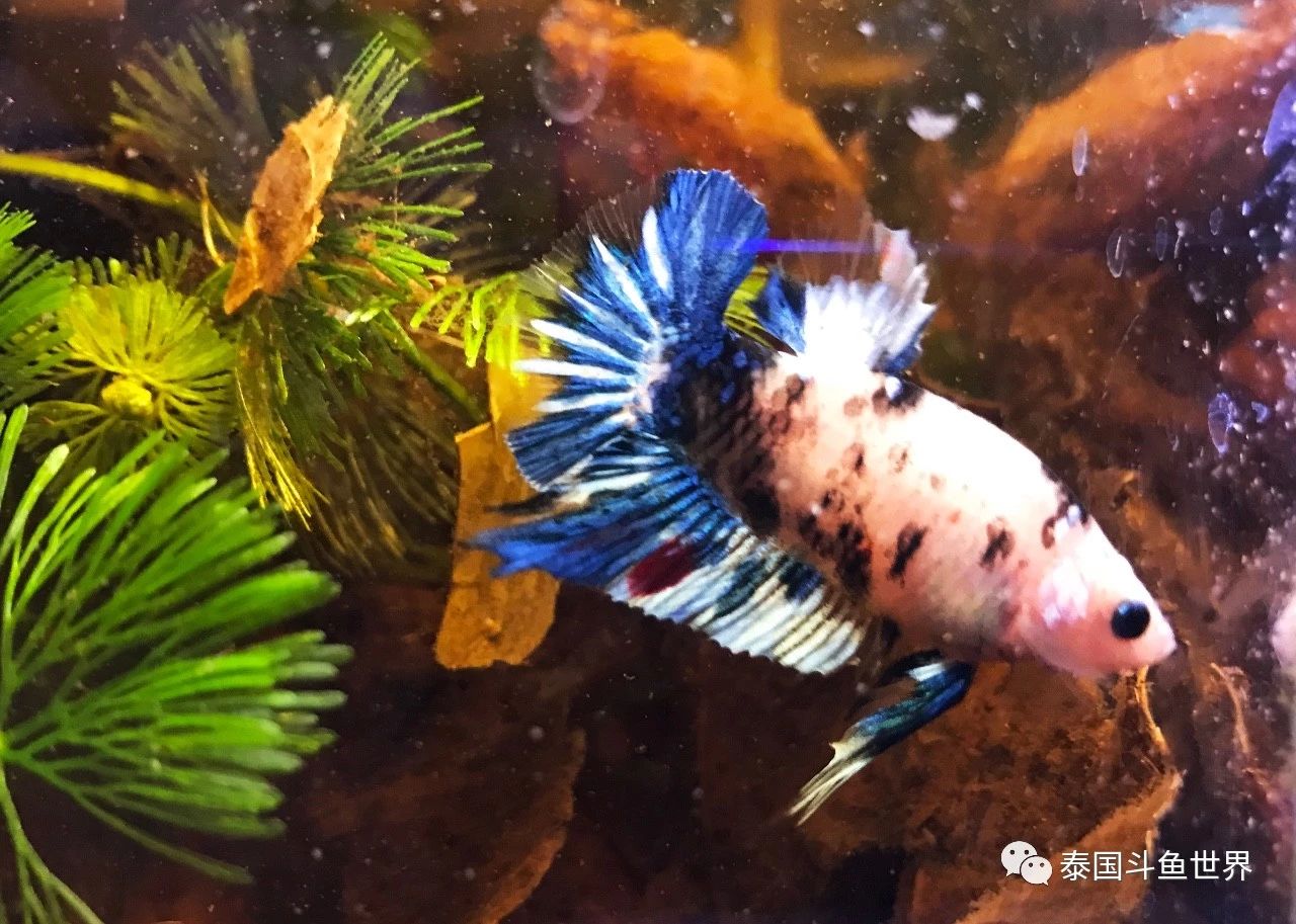 泰国斗鱼洗色需要多久,泰国斗鱼洗色跟环境有关吗