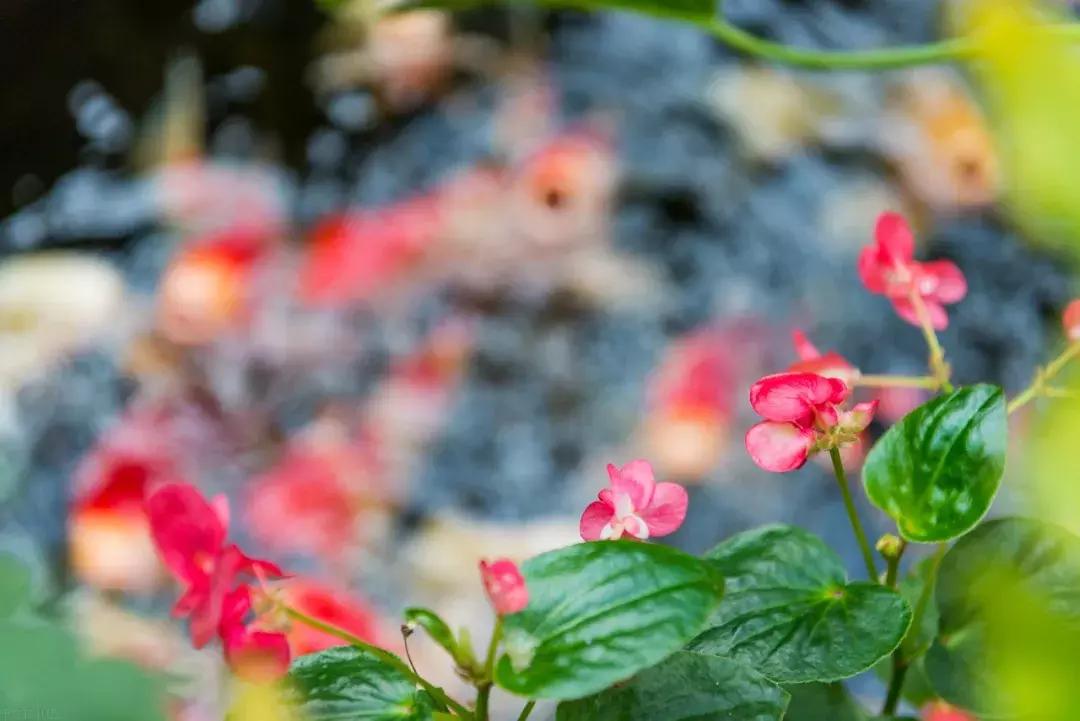 中国·宋庄村上·云顶,历时四年,一个来了就不想走的地方