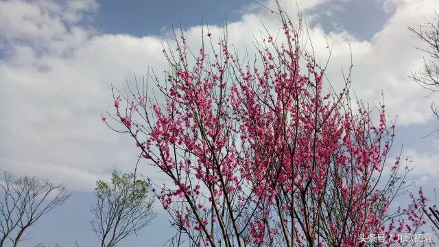 雅安桃花岛桃花开了没有,雅安桃花岛景区