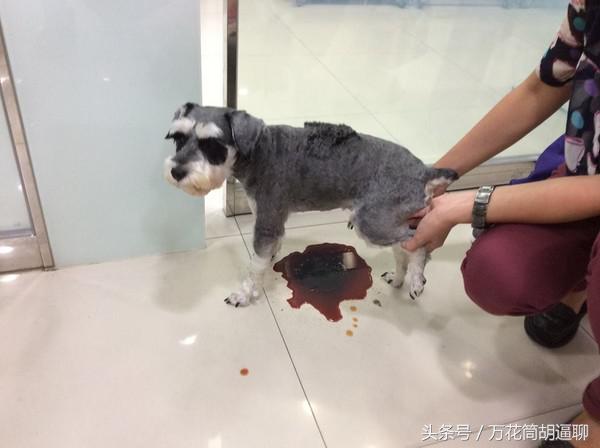 狗吃洋葱血尿能自己恢复吗,狗吃洋葱尿血图片