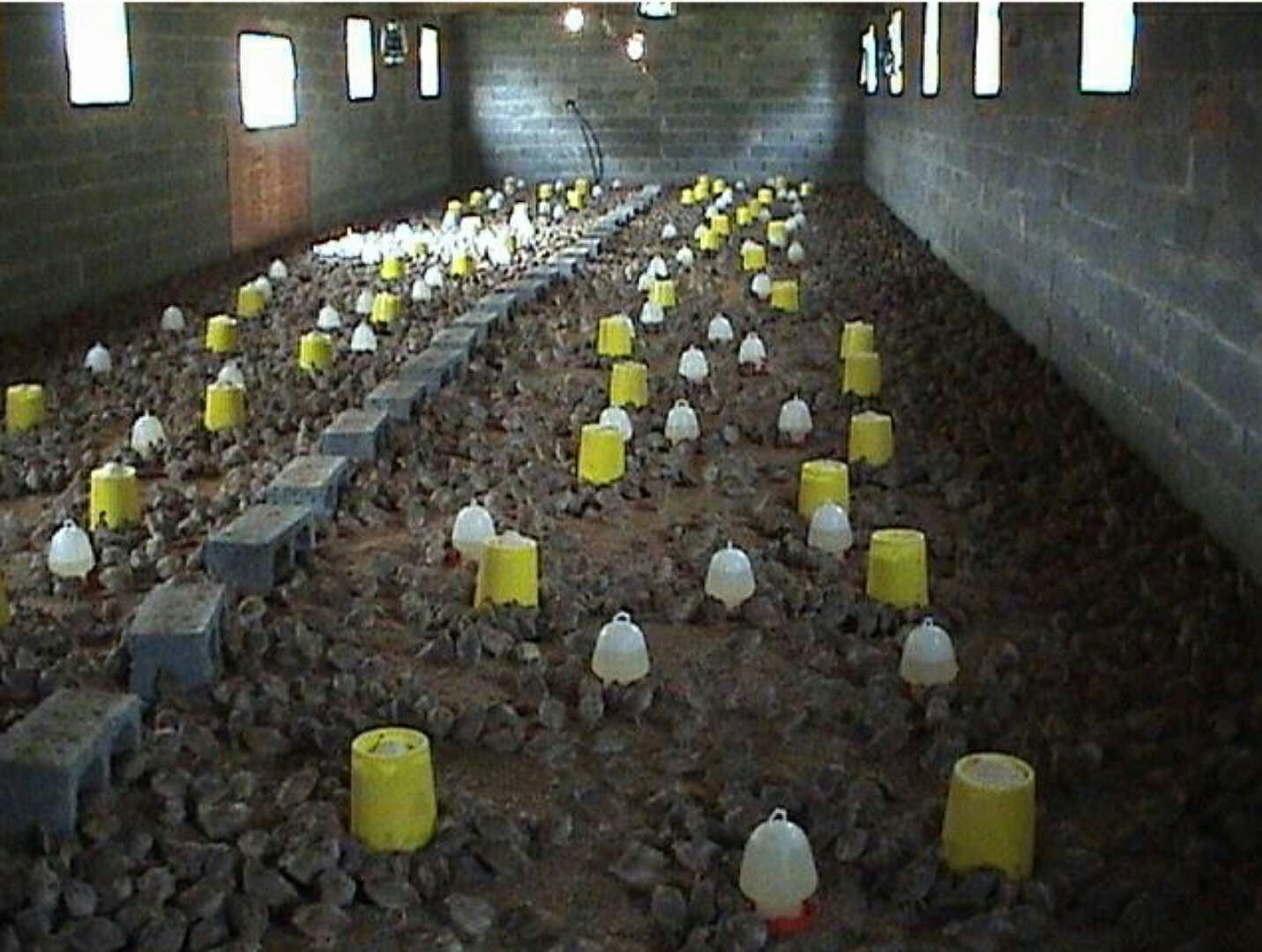 诊断鹌鹑病不再难20种鹌鹑常见病症状及防治方法值得收藏