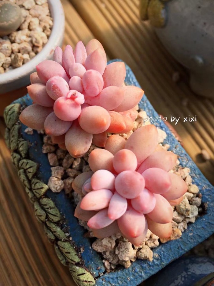 多肉种植的一些常见问题,多肉虹之玉锦的种植方法