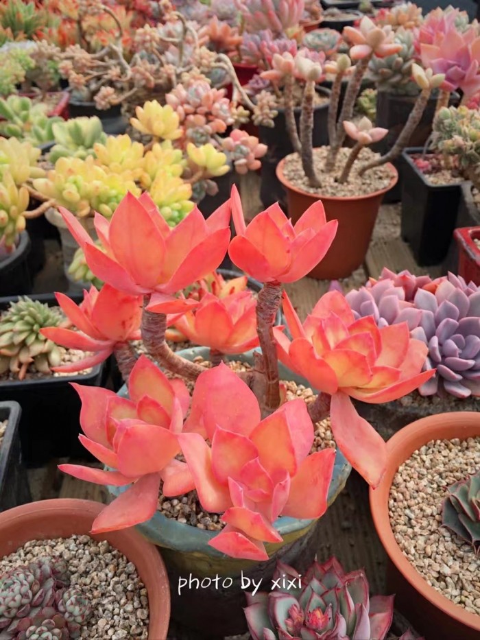 多肉种植的一些常见问题,多肉虹之玉锦的种植方法