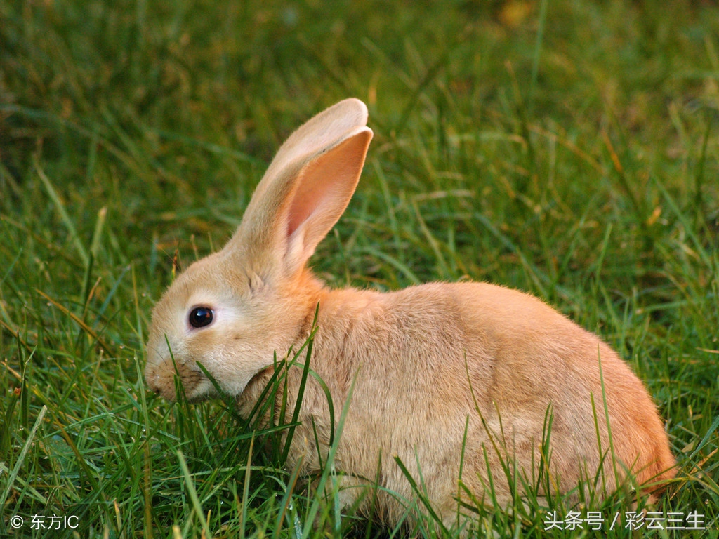 獭兔饲养技术獭兔饲养禁忌,獭兔养殖技术技巧