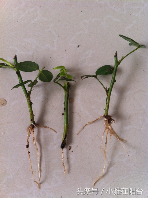 这6种花随便扔土里就能活,长势最快的爬藤植物不怕晒