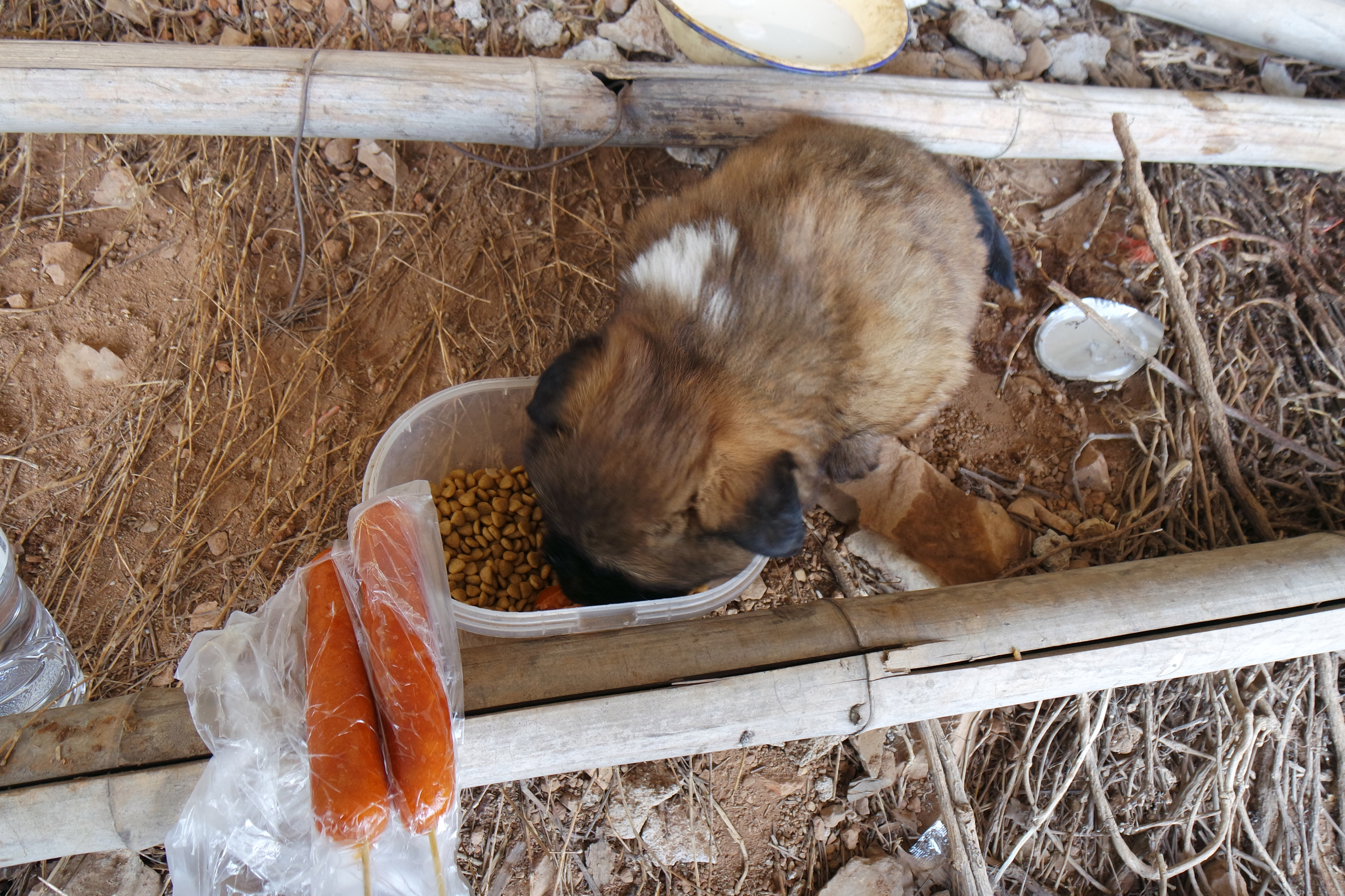 武昌理工学院的樱花,武昌理工学院回忆