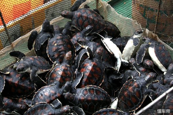 三亚东岛豪华游艇一日游,三亚东岛海鲜