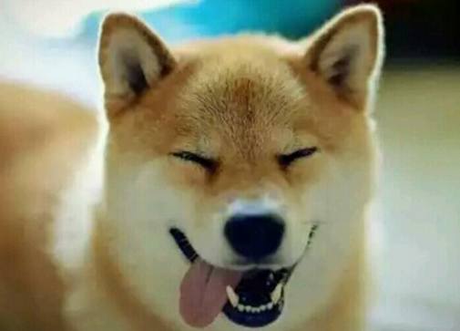 想养狗怕咬人,想养狗怕脏