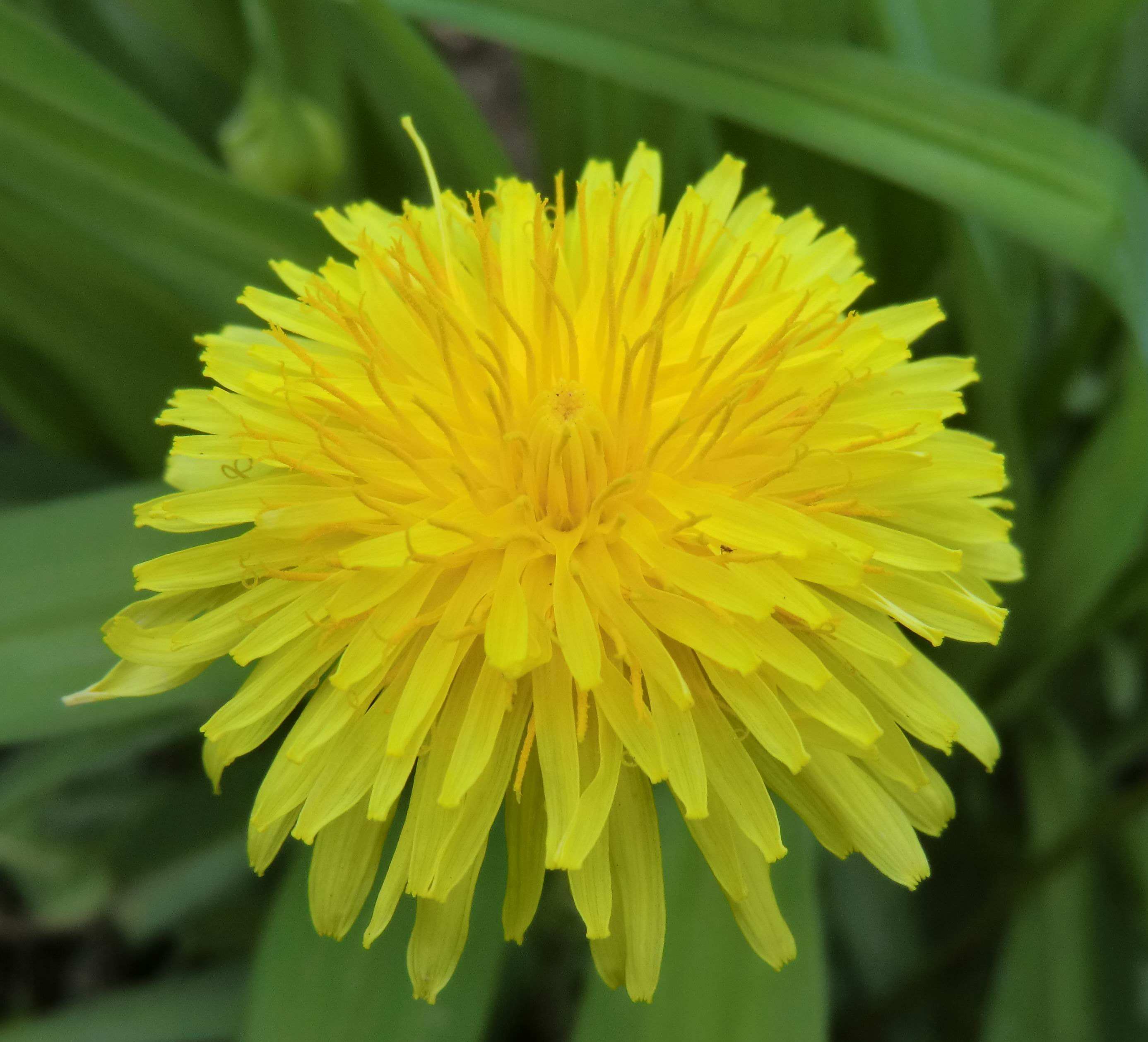 降血压的蔬菜和水果和野菜有哪些,有哪些野菜或草泡水喝降血压有效