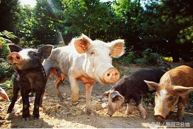 属猪生日图片,属猪生日解释