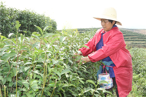 光山县春茶飘香致富路,春茶飘香富农家