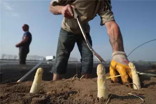 芦笋春天怎么管理,怎样吃芦笋效果好